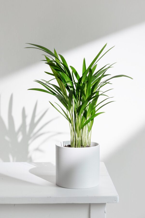 Areca Palm - 16cm - Image 2