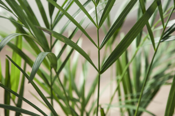 Areca Palm - 16cm