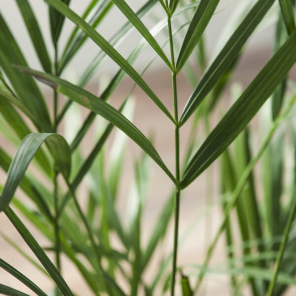 Areca Palm - 16cm