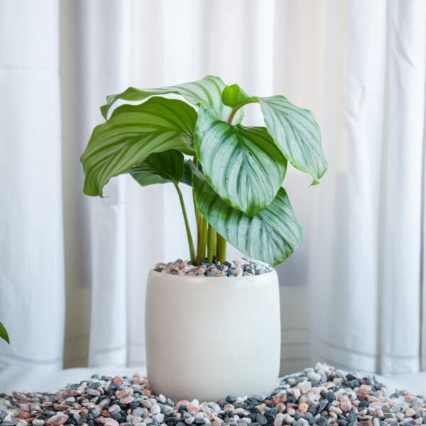 Calathea Orbifolia