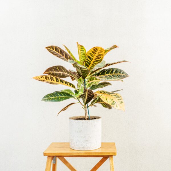 Croton Petra