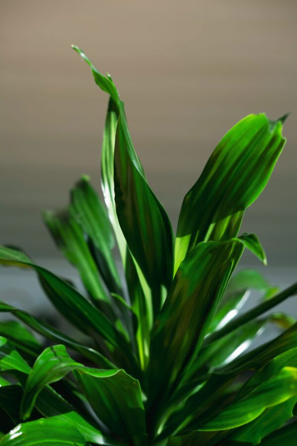 Dracaena Compacta 14cm - Image 2