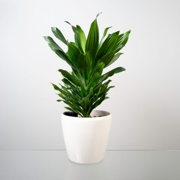Dracaena Compacta 14cm