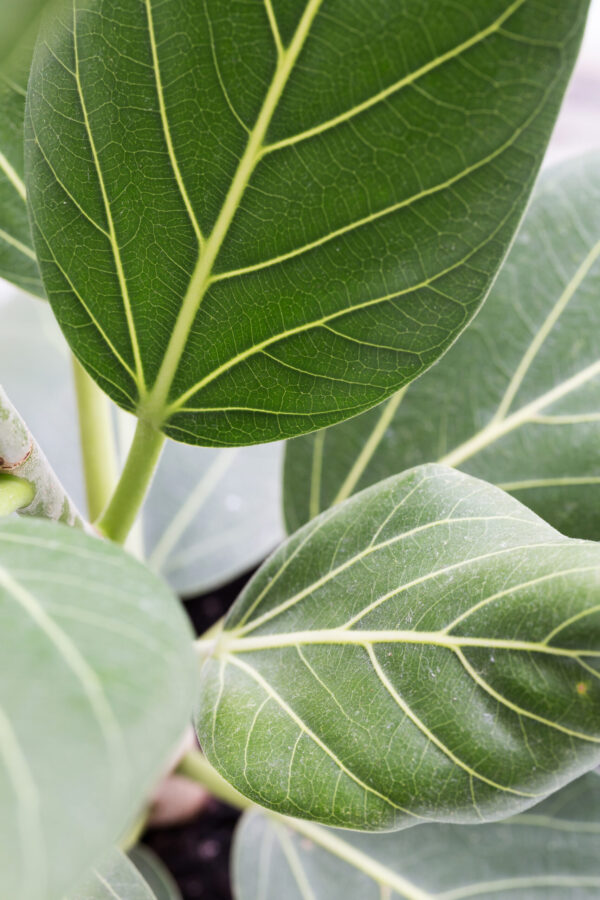 Ficus Audrey - 19cm - Image 3