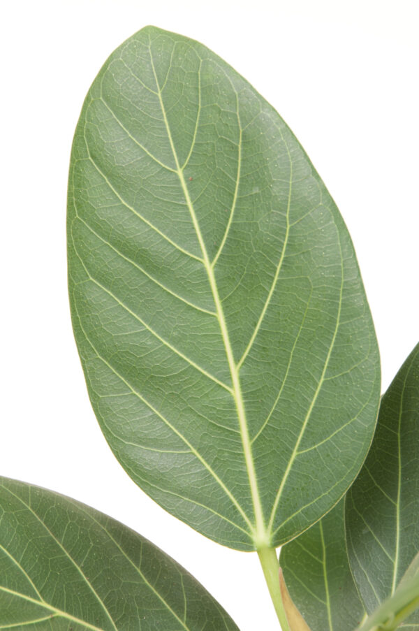 Ficus Audrey - 19cm - Image 2
