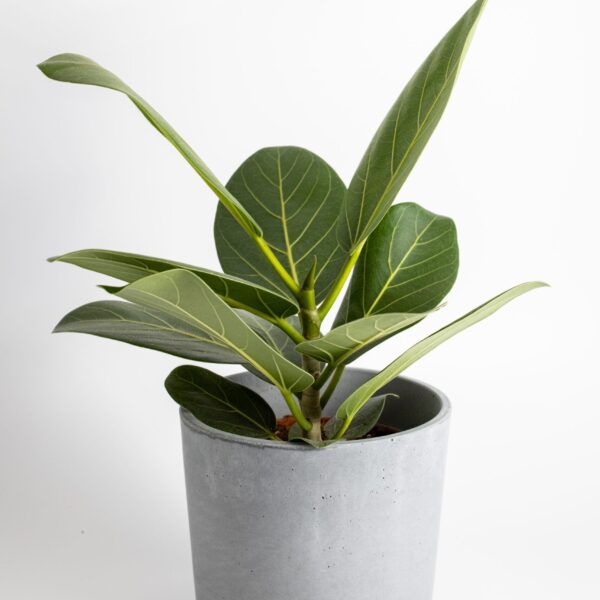 Ficus Audrey - 19cm