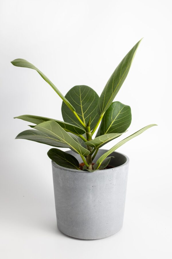 Ficus Audrey - 19cm
