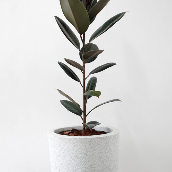 Ficus Elastica Abidjan