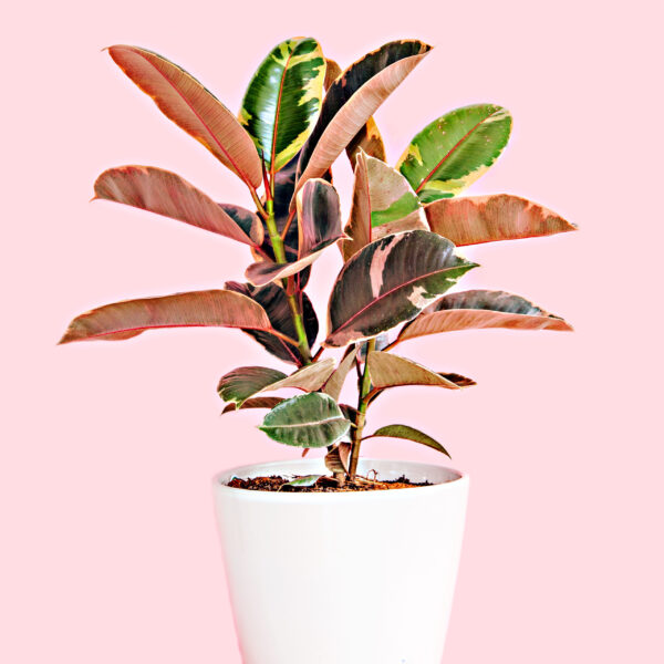 Ficus Elastica Belize - Pink Variegated - 19cm
