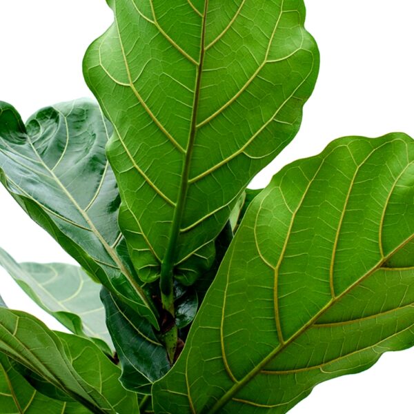 Fiddle Leaf Fig Bambino - 16cm