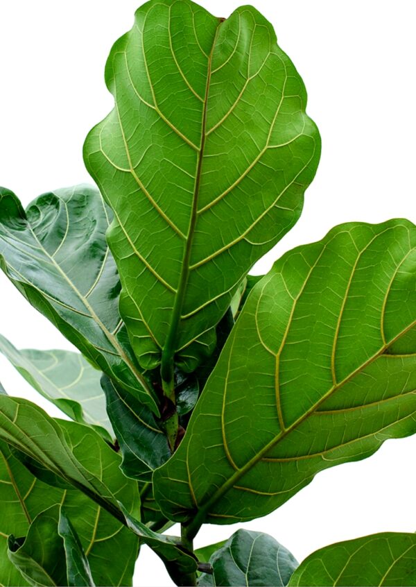 Fiddle Leaf Fig Bambino - 16cm