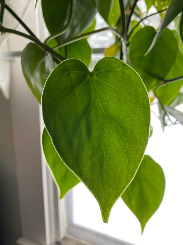 Heart Leaf Philodendron - 15cm - Image 2