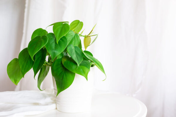Heart Leaf Philodendron - 15cm