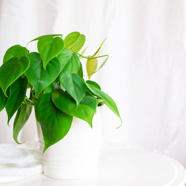 Heart Leaf Philodendron - 15cm