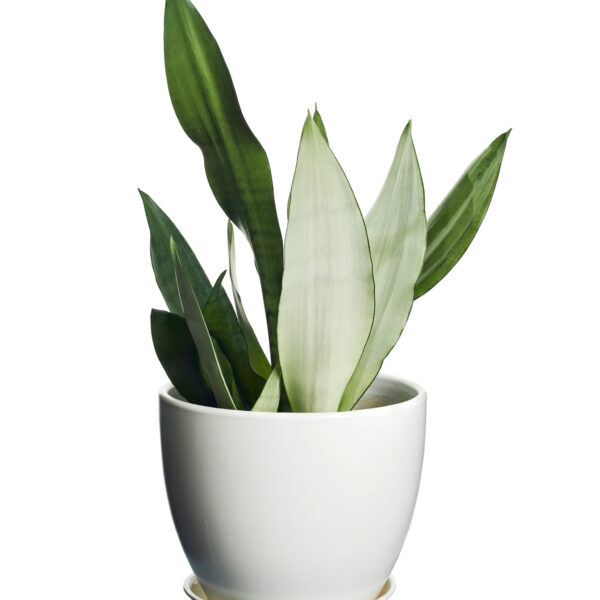Sansevieria Moonshine - 20cm
