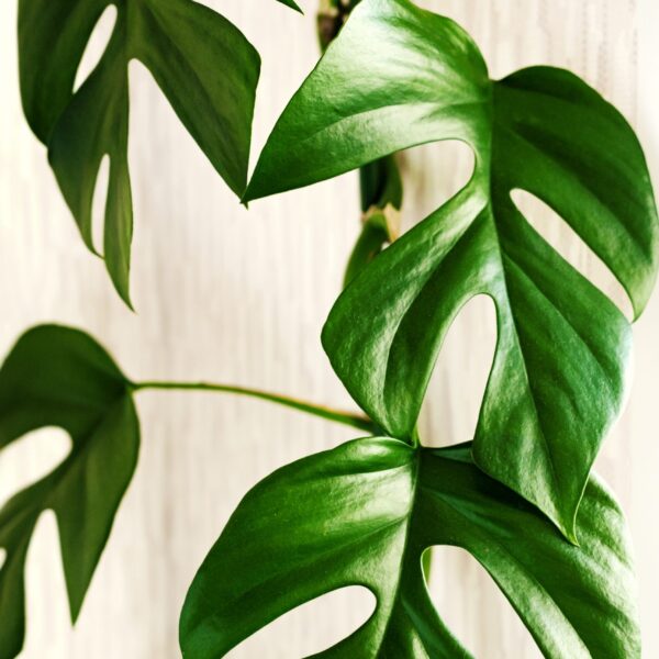 Philodendron Minima