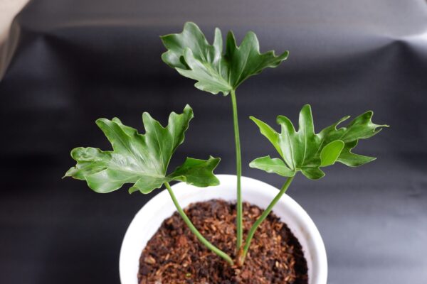 Philodendron Selloum - 16cm - Image 2