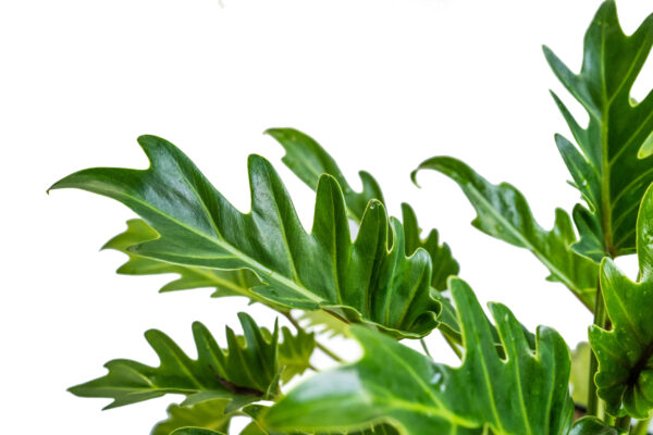 Philodendron Selloum - 16cm