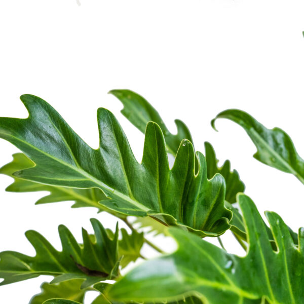 Philodendron Selloum - 16cm