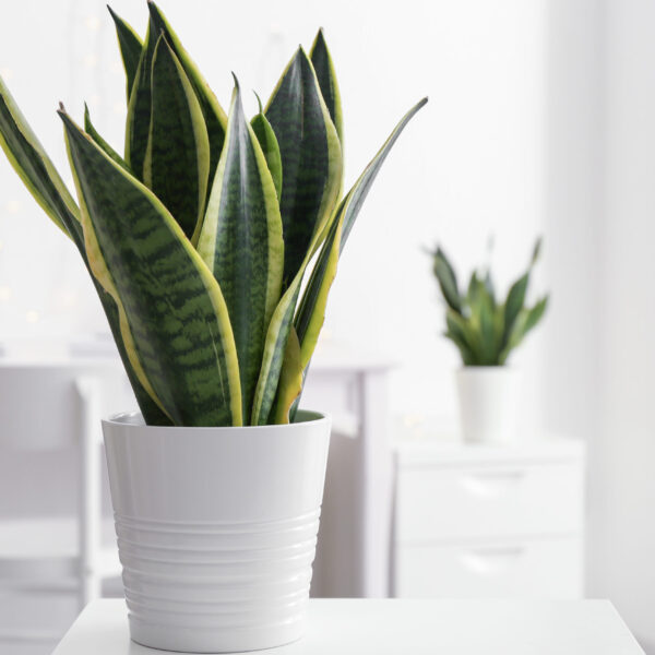 Sansevieria Lilian True - 20cm