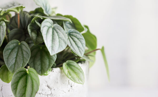 Silver Ripple Peperomia - 15cm