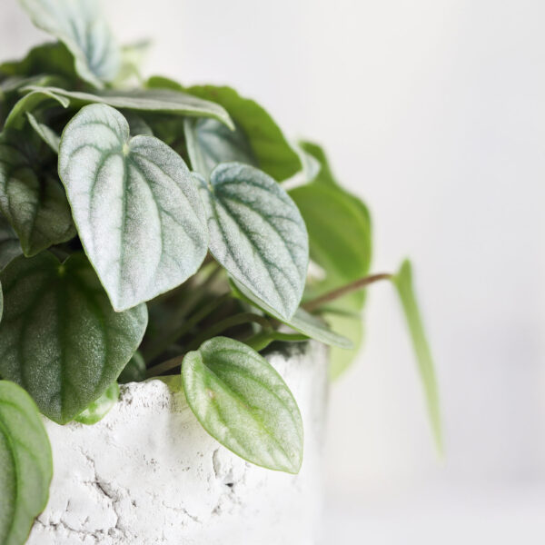 Silver Ripple Peperomia - 15cm