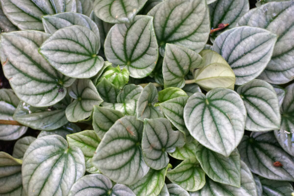 Silver Ripple Peperomia - 15cm - Image 2