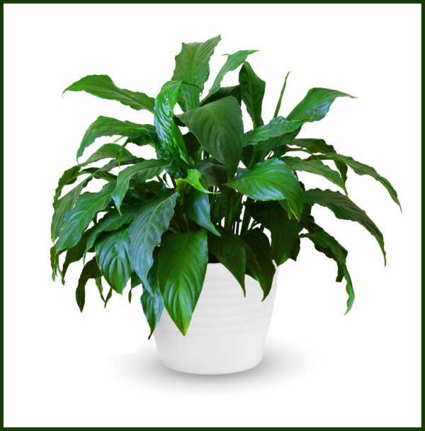 Spathiphyllum Sensation - Image 2