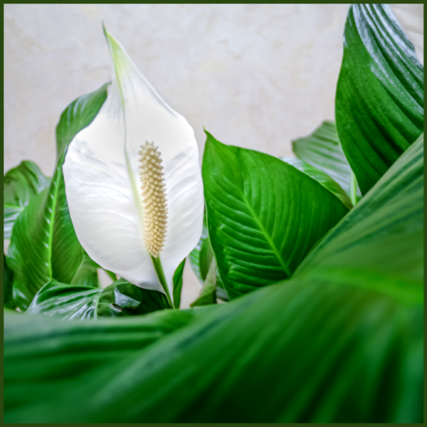 Spathiphyllum Sensation