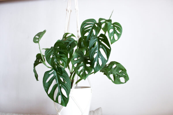 Swiss Cheese Monstera - 16.5cm