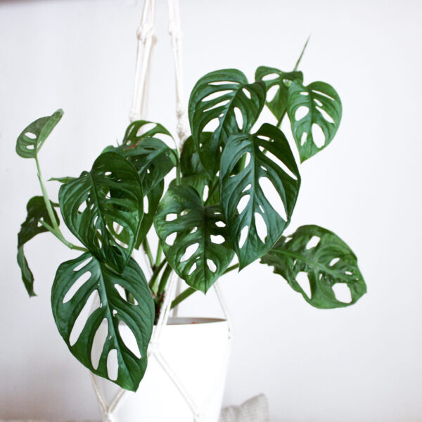 Swiss Cheese Monstera - 16.5cm