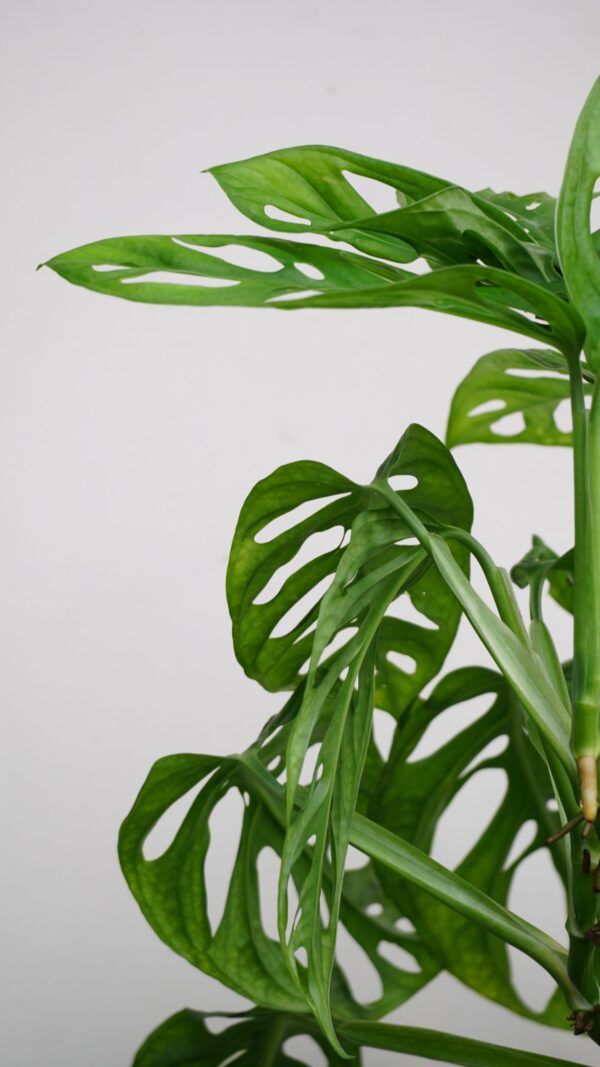 Swiss Cheese Monstera - 16.5cm - Image 2