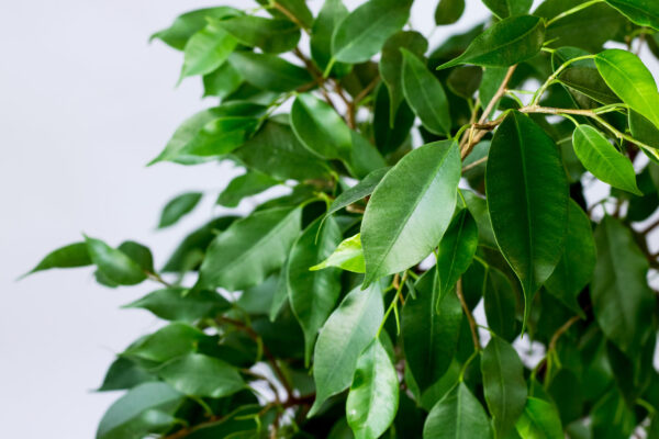 Weeping Fig Tree - Image 2