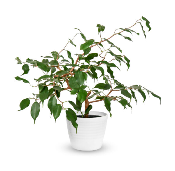 Weeping Fig Tree