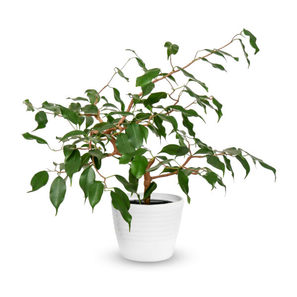 Weeping Fig Tree
