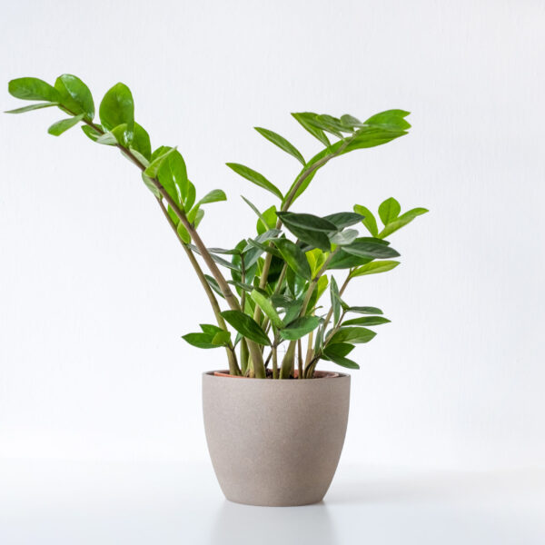 ZZ Plant