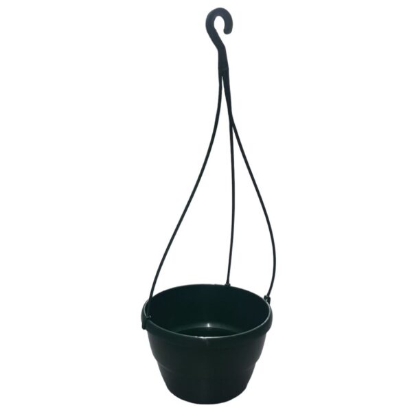 Hoya Carnosa - black hanging bowl - Image 2