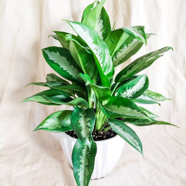 Aglaonema Pattaya Beauty