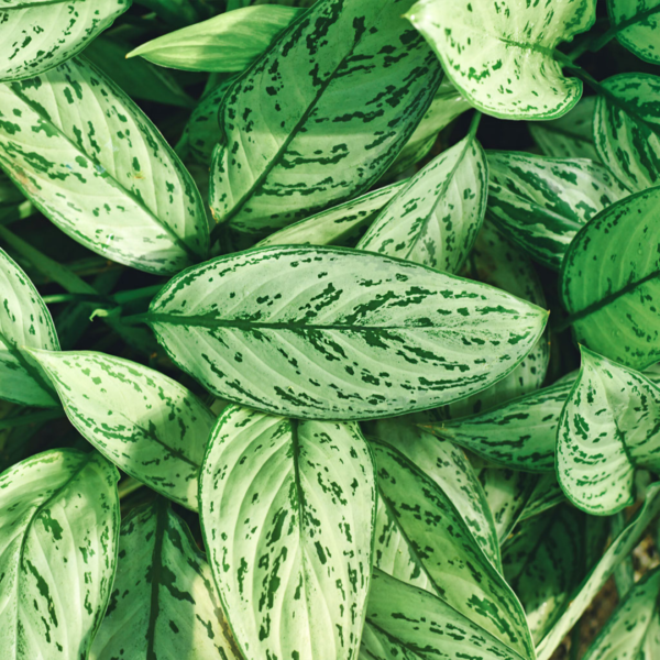 Aglaonema Silver Queen