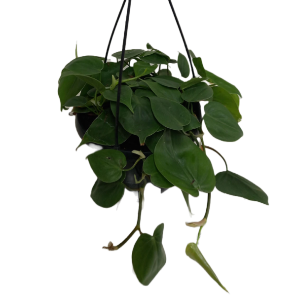 Heart Leaf Philodendron - black hanging bowl