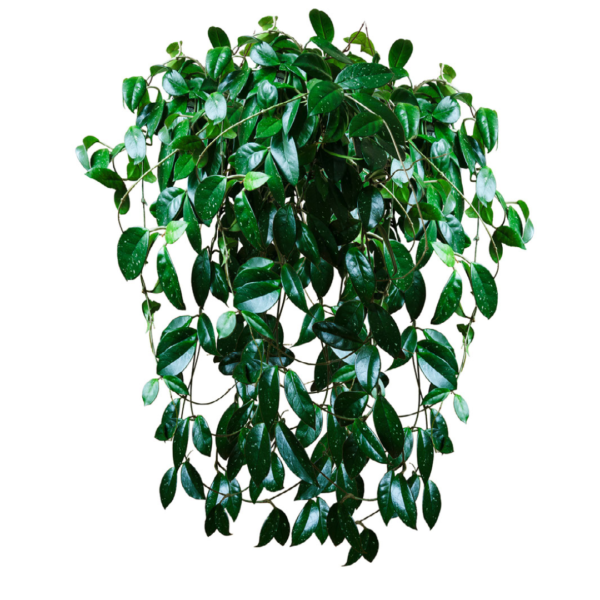 Hoya Carnosa - black hanging bowl