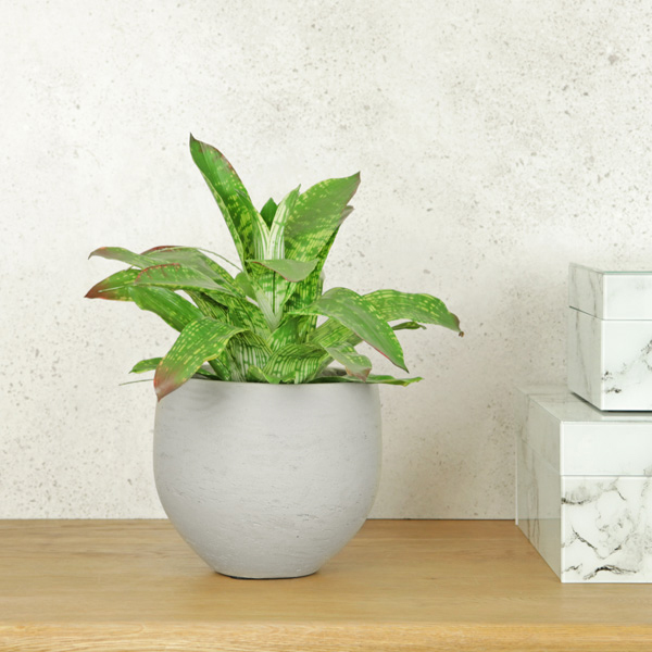 Smooth Finish Fibre Cement Pot
