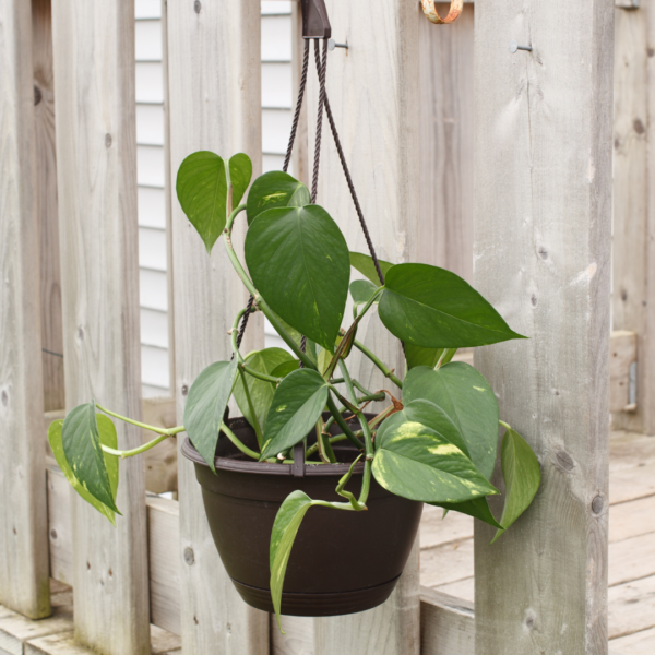 Golden Pothos - black hanging bowl
